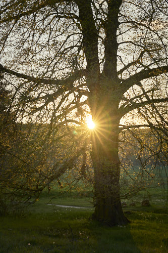 Sonnenstern bei Sonnenuntergang